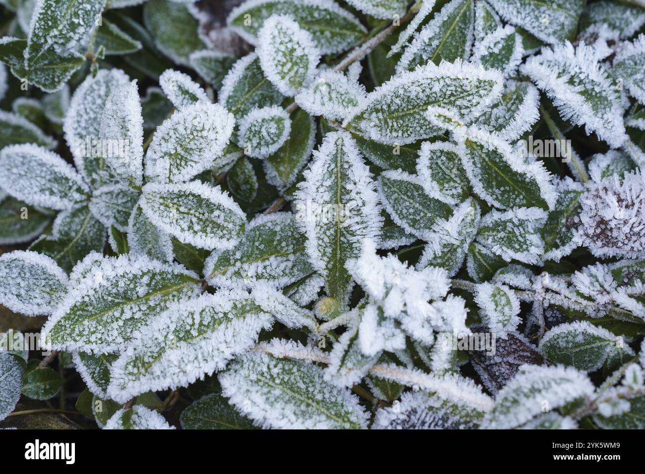 Frost covers leaves plants hi-res stock photography and images - Alamy