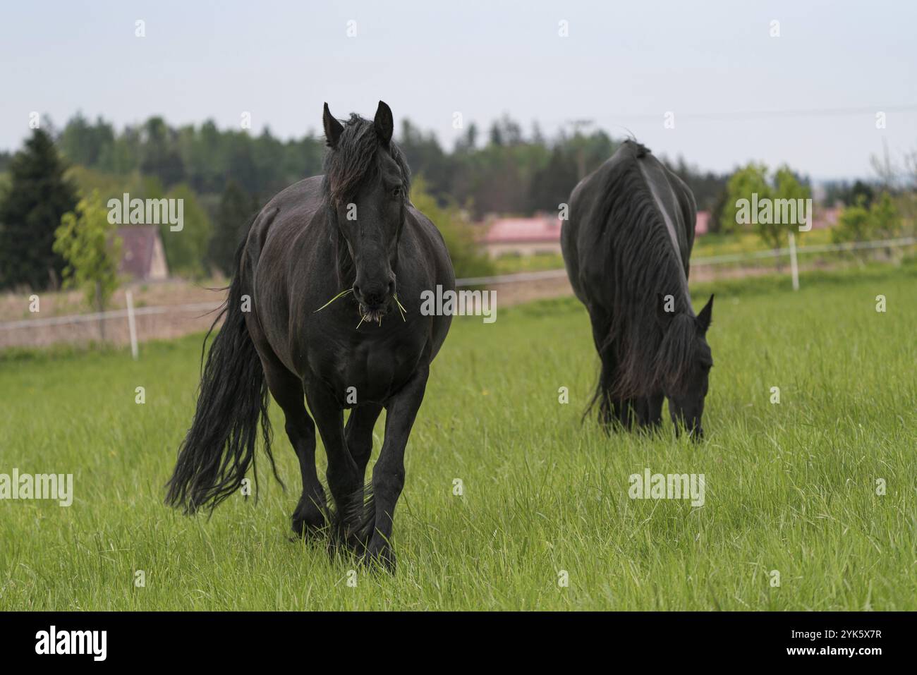 Two black friesian horses standing on the pasture Stock Photo