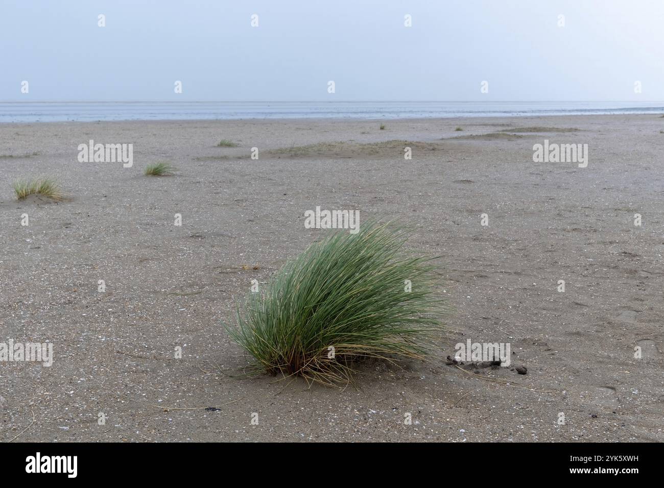 Beach grass tufts on the north sea coast of the netherlands Stock Photo