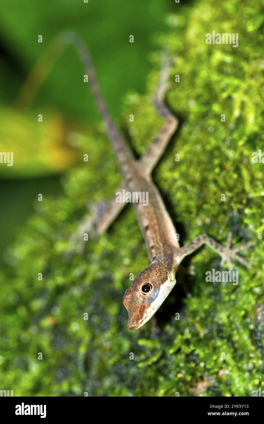 Anolis, Anole Lizard, Tropical Rainforest, Costa Rica, America, Central ...