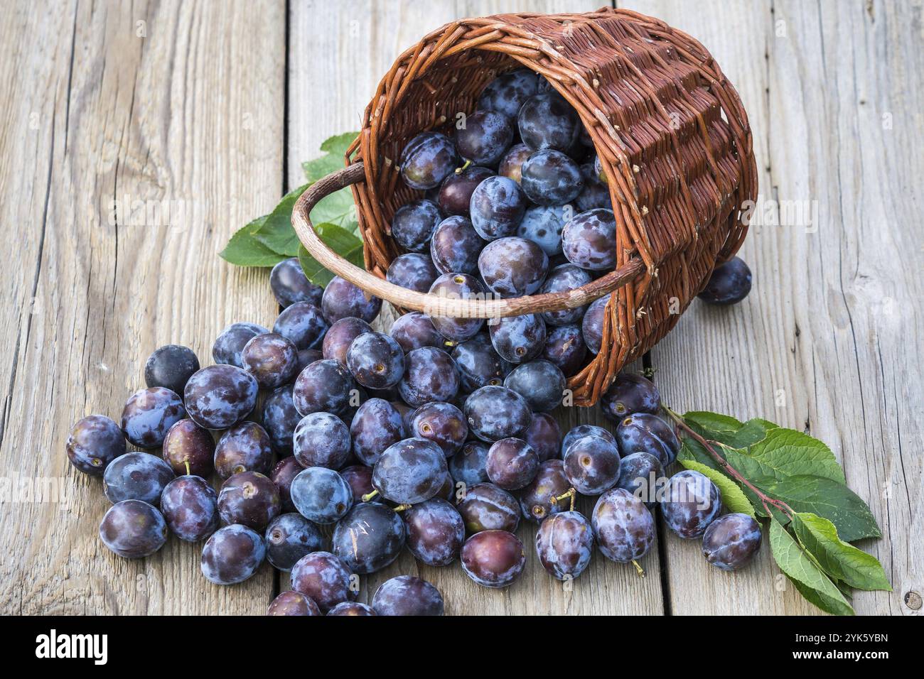 Fruit plums basket outside fruits hi-res stock photography and
