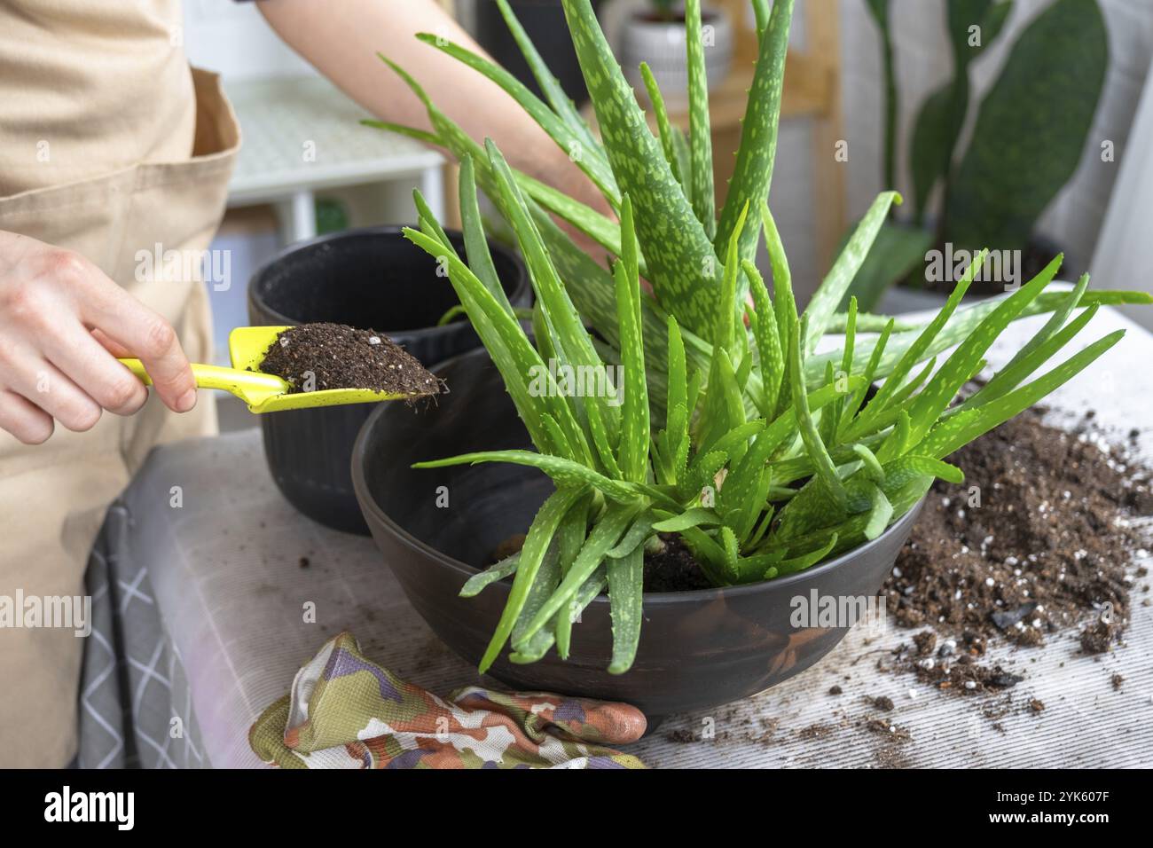 Reproduction of succulents hi-res stock photography and images - Alamy