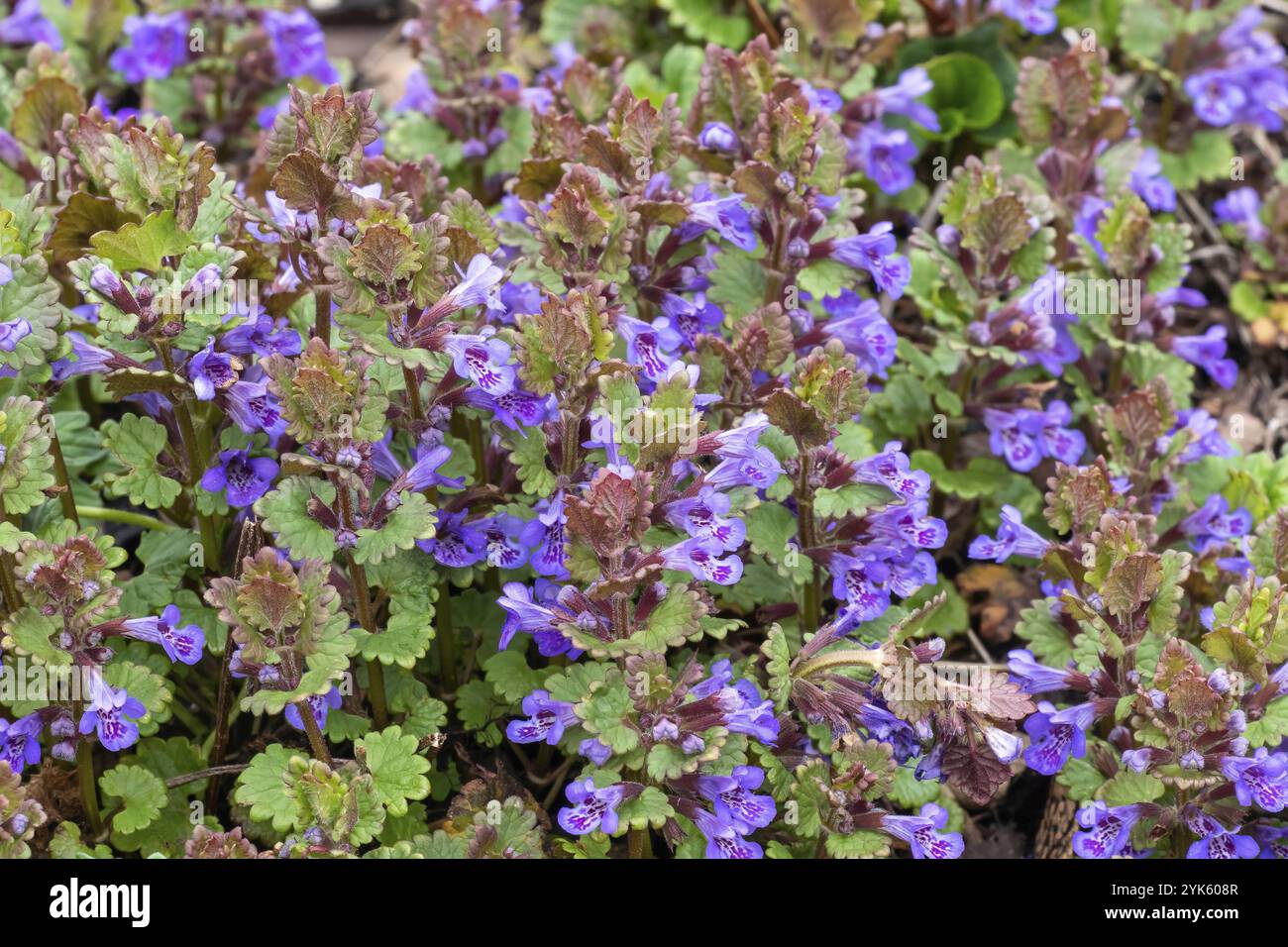 Green leaves and purple flowers of Glechoma Hederacea plant, in the garden. It is an aromatic, perennial, evergreen creeper of the mint family Lamiace Stock Photo