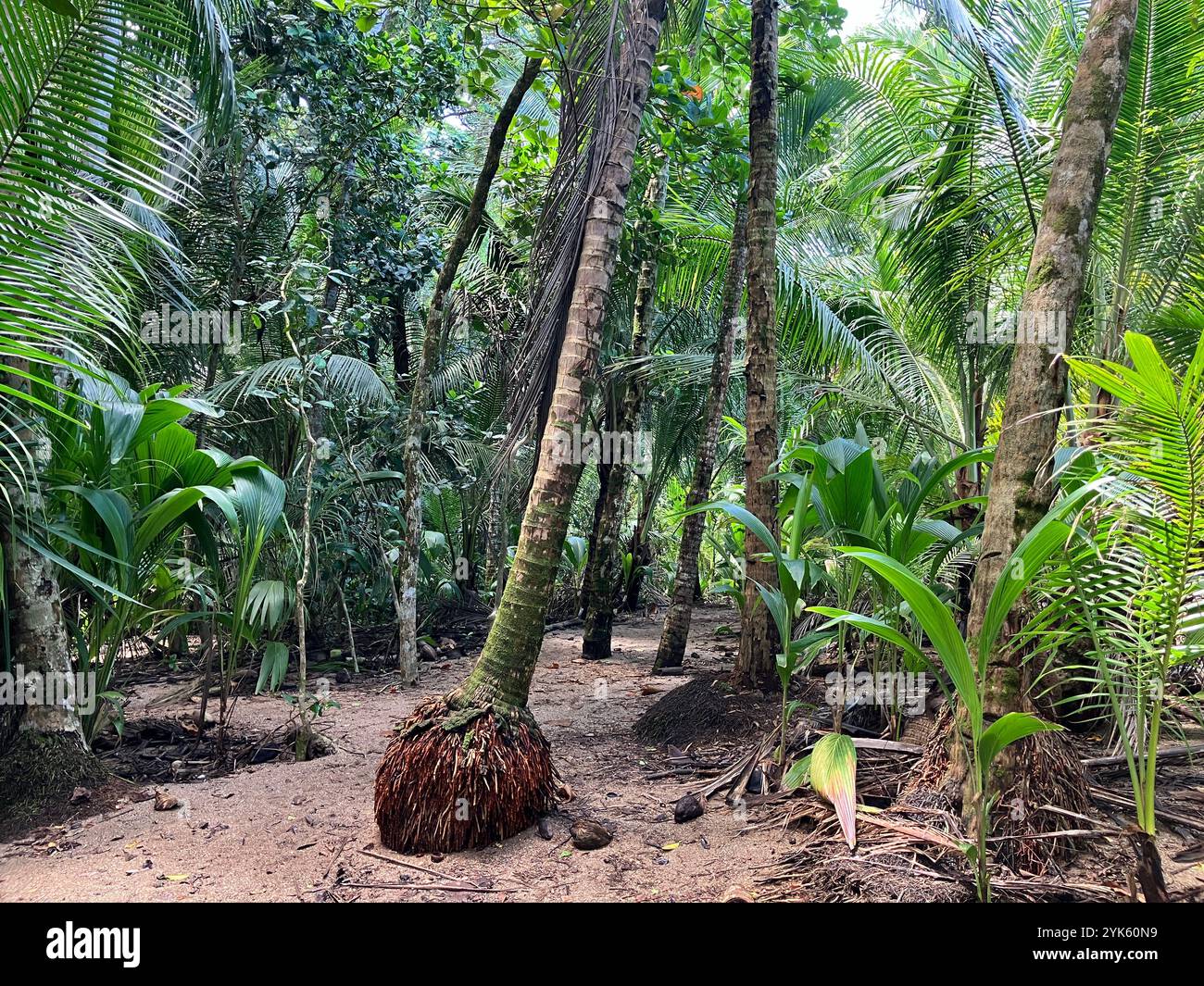 Jungle path with palmtrees - Smartphone Captured Stock Image