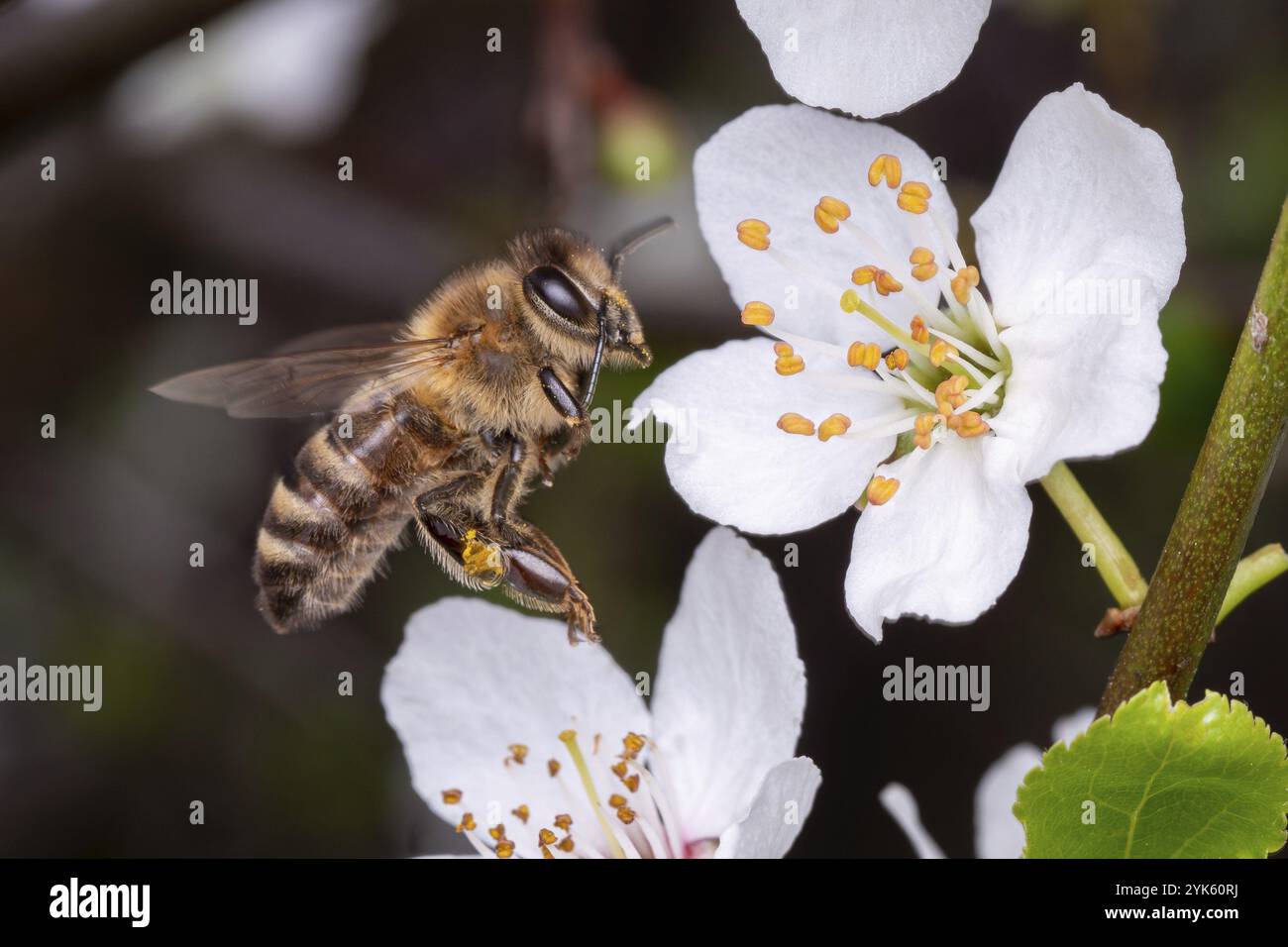 Flowers blossom bee pollen flying hi-res stock photography and images ...