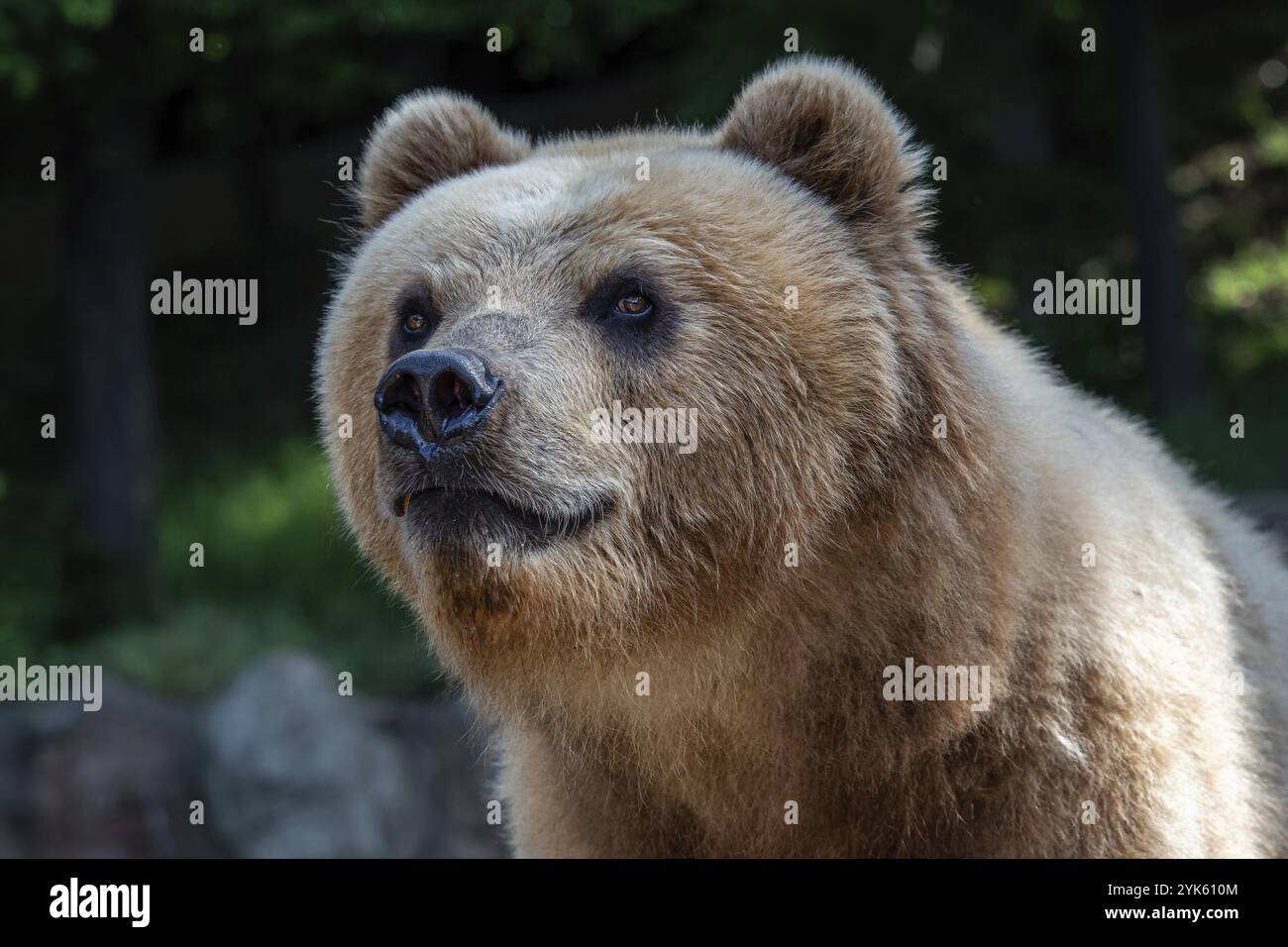Kamchatka bear ursus arctos beringianus hi-res stock photography and ...