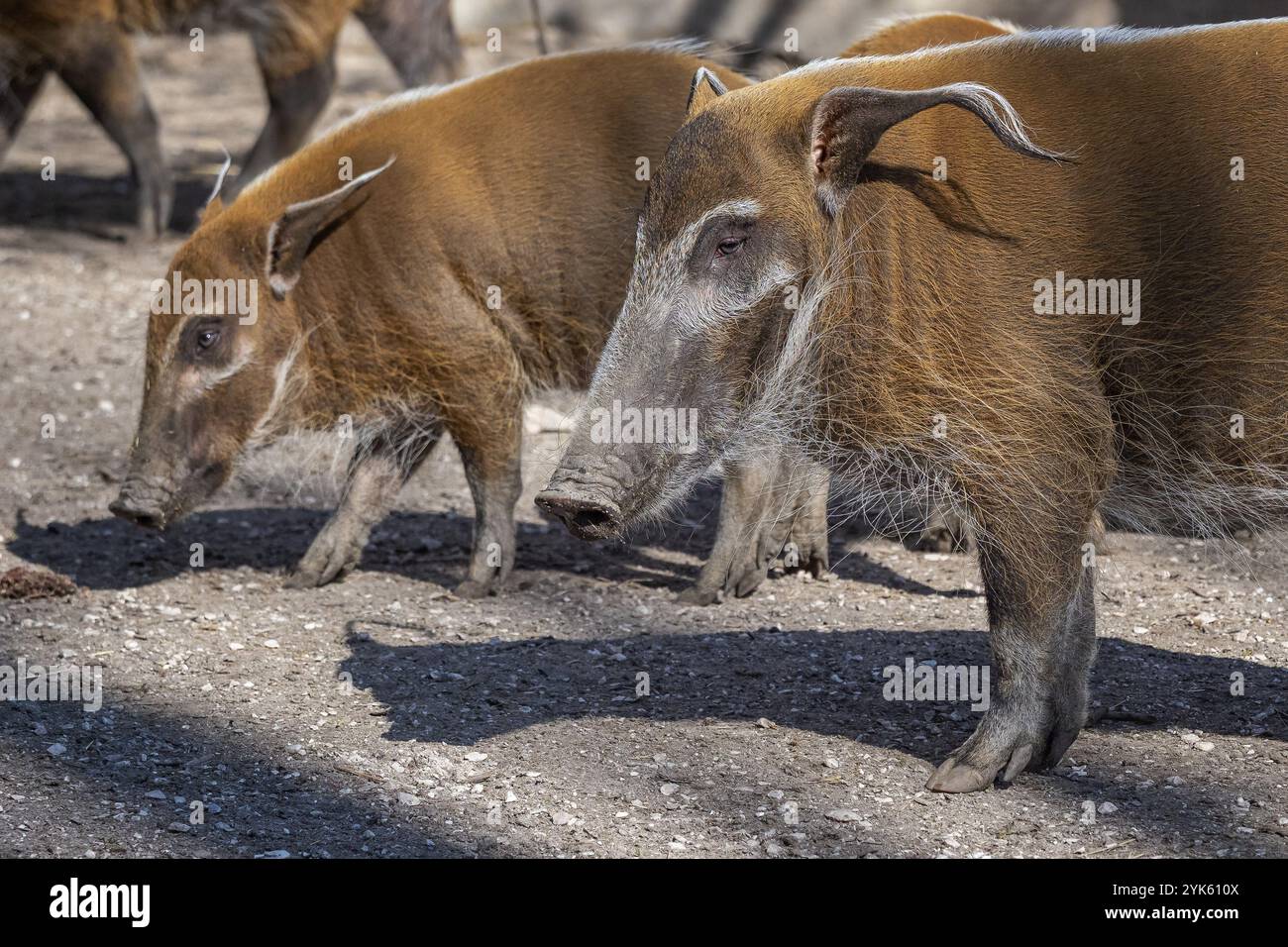 Red River Hog (Potamochoerus porcus) looking for food Stock Photo