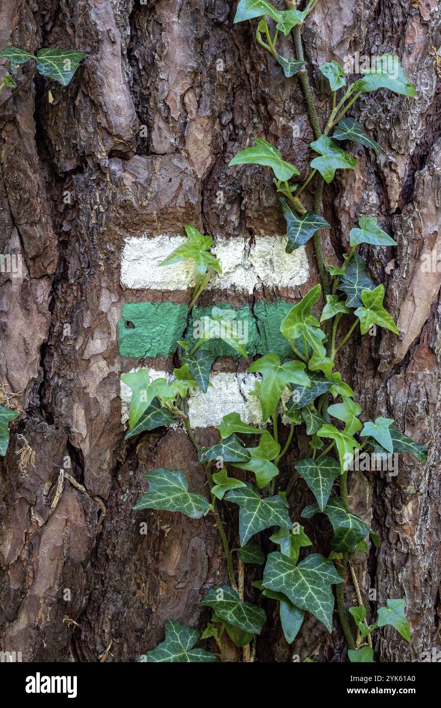 Bark of Alder (Alnus glutinosa) partly covered by Ivy (Hedera helix) and tourist sign Stock Photo