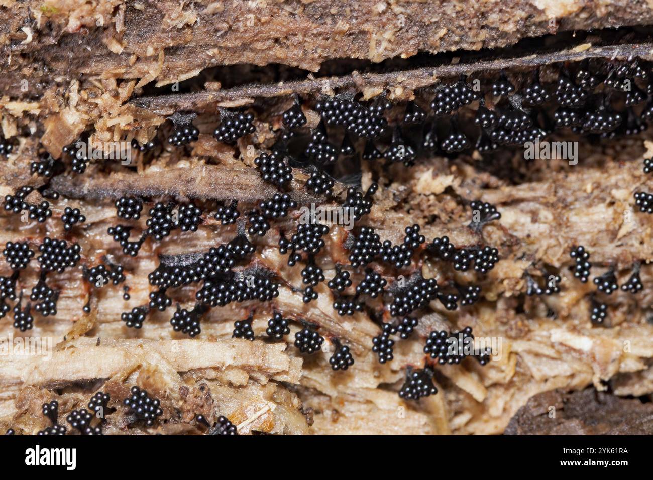 Wasp Raspberry Many trunks hi-res stock photography and images - Alamy