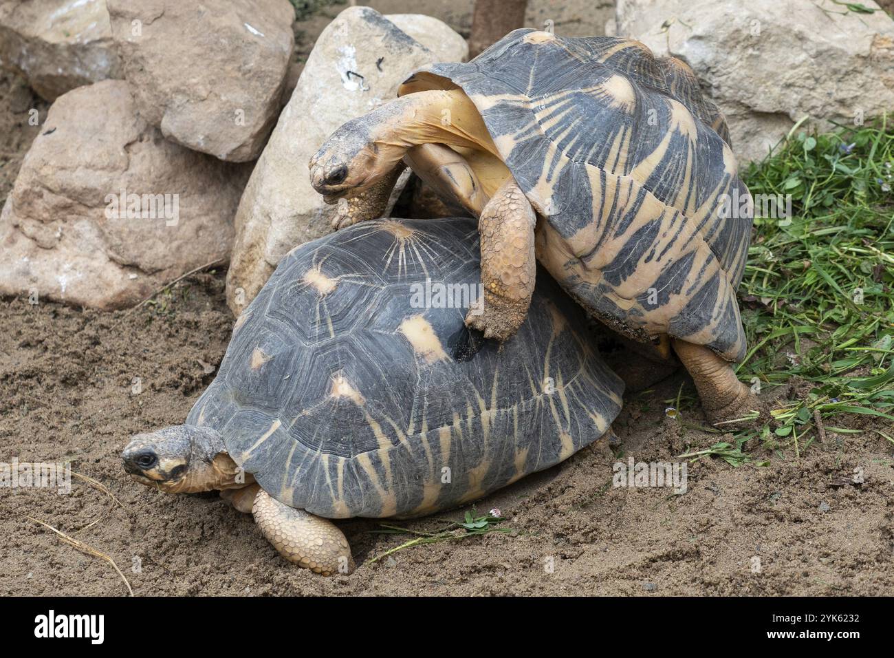 Mating of turtles. Radiated tortoises, Astrochelys radiata. Critically endangered tortoise species, endemic to Madagascar Stock Photo