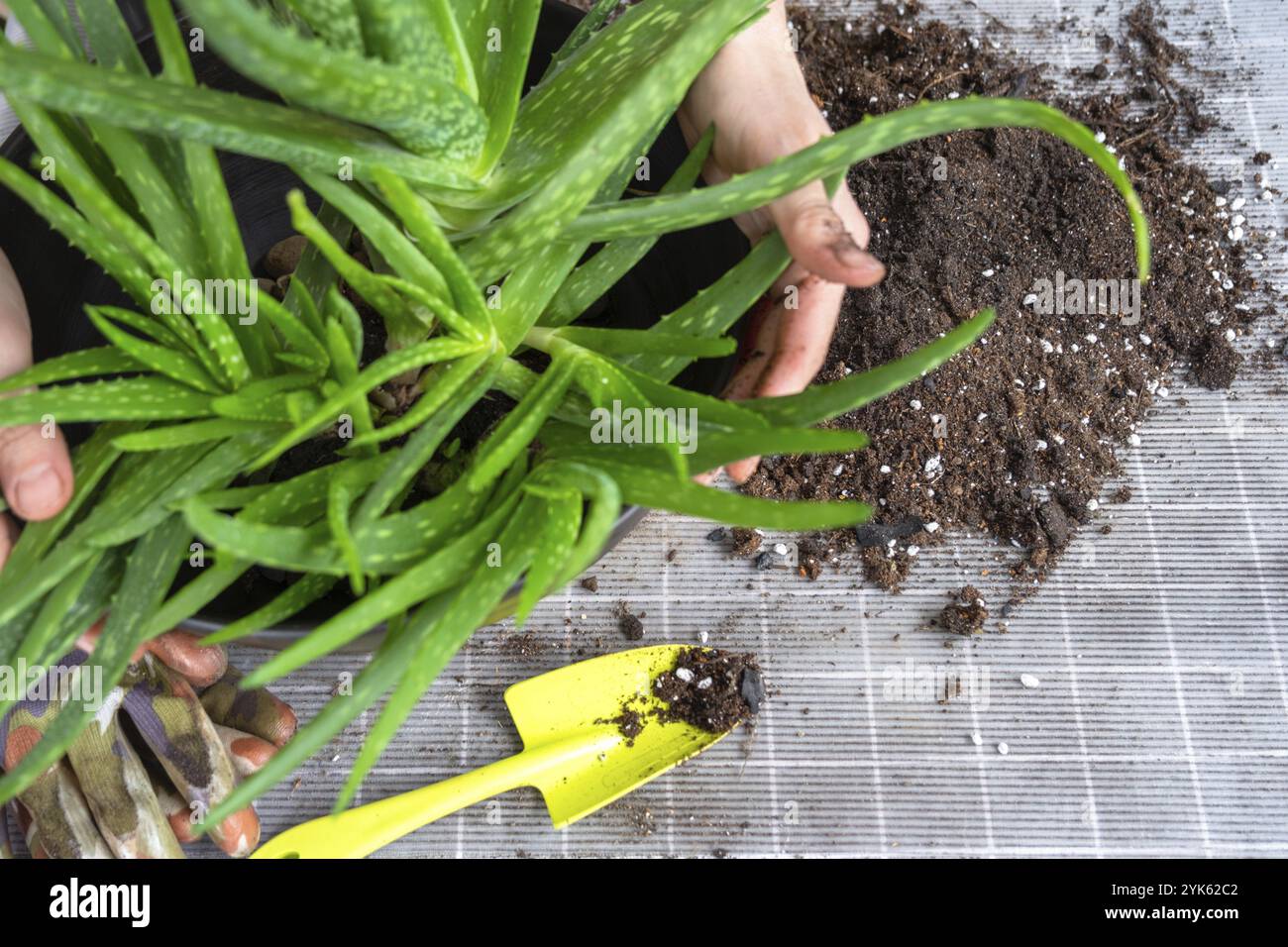 Reproduction of succulents hi-res stock photography and images - Alamy