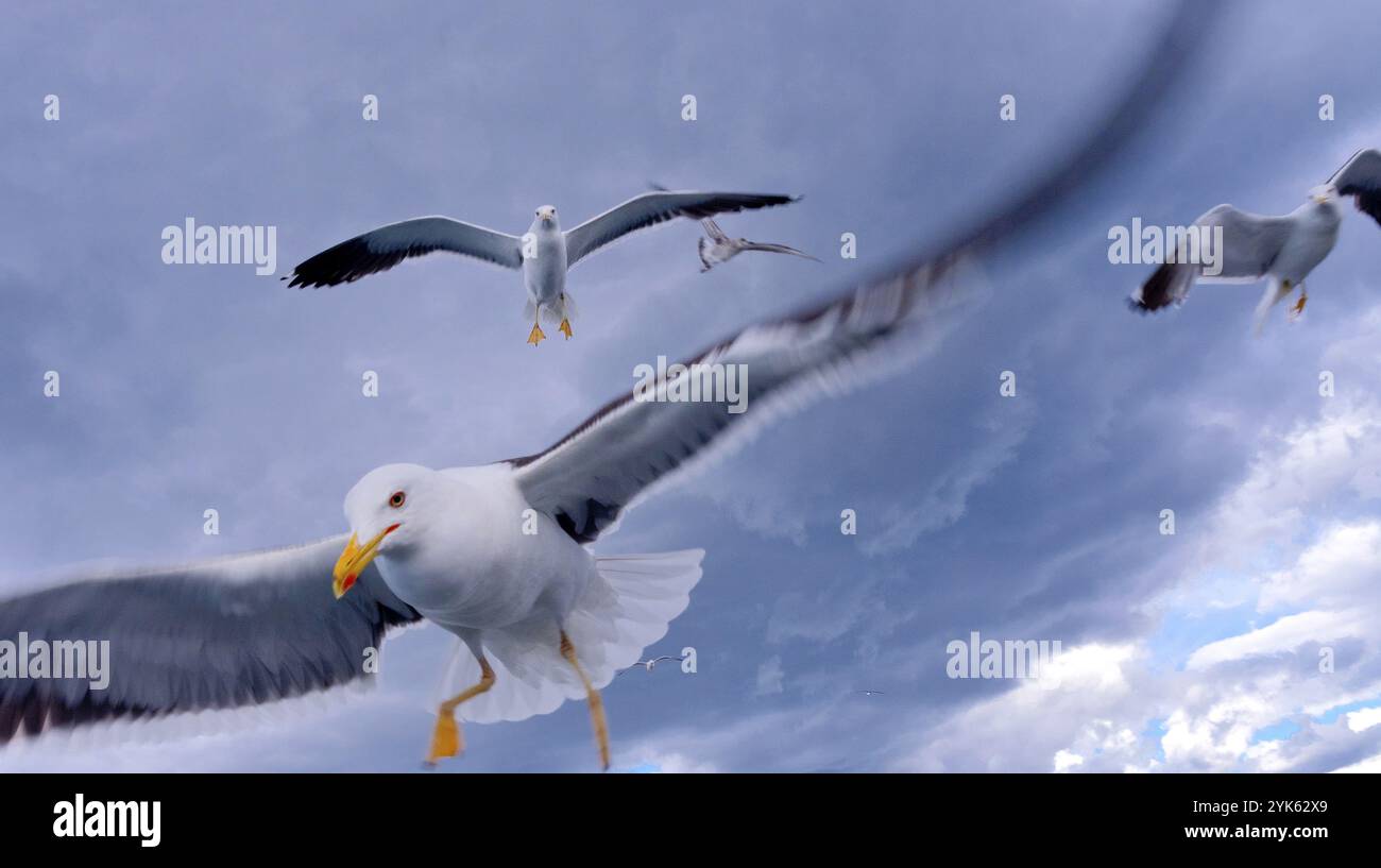 Flying Seagulls in a Cloudy Sky Stock Photo