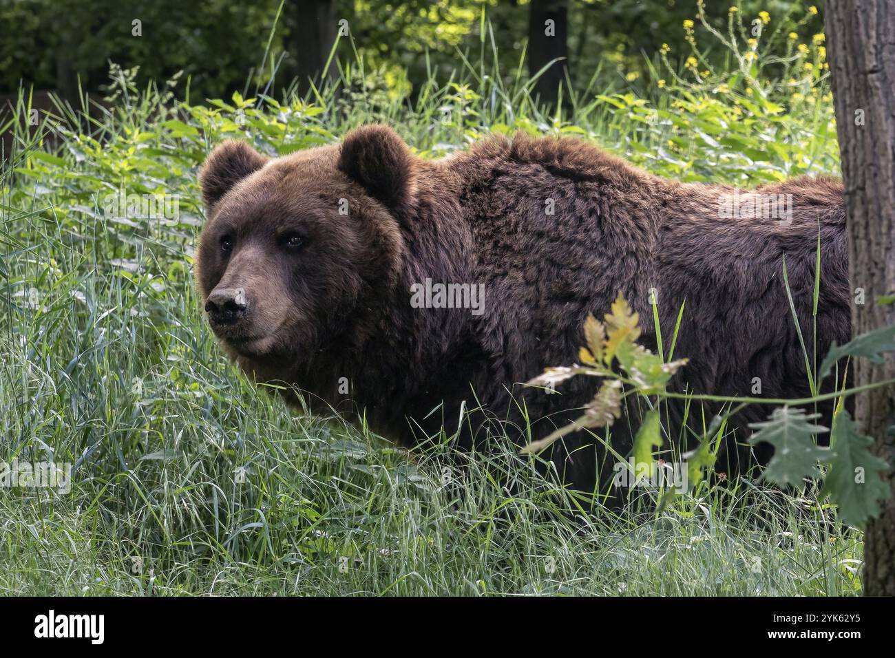 Brown bear in the forest. Kamchatka bear (Ursus arctos beringianus ...