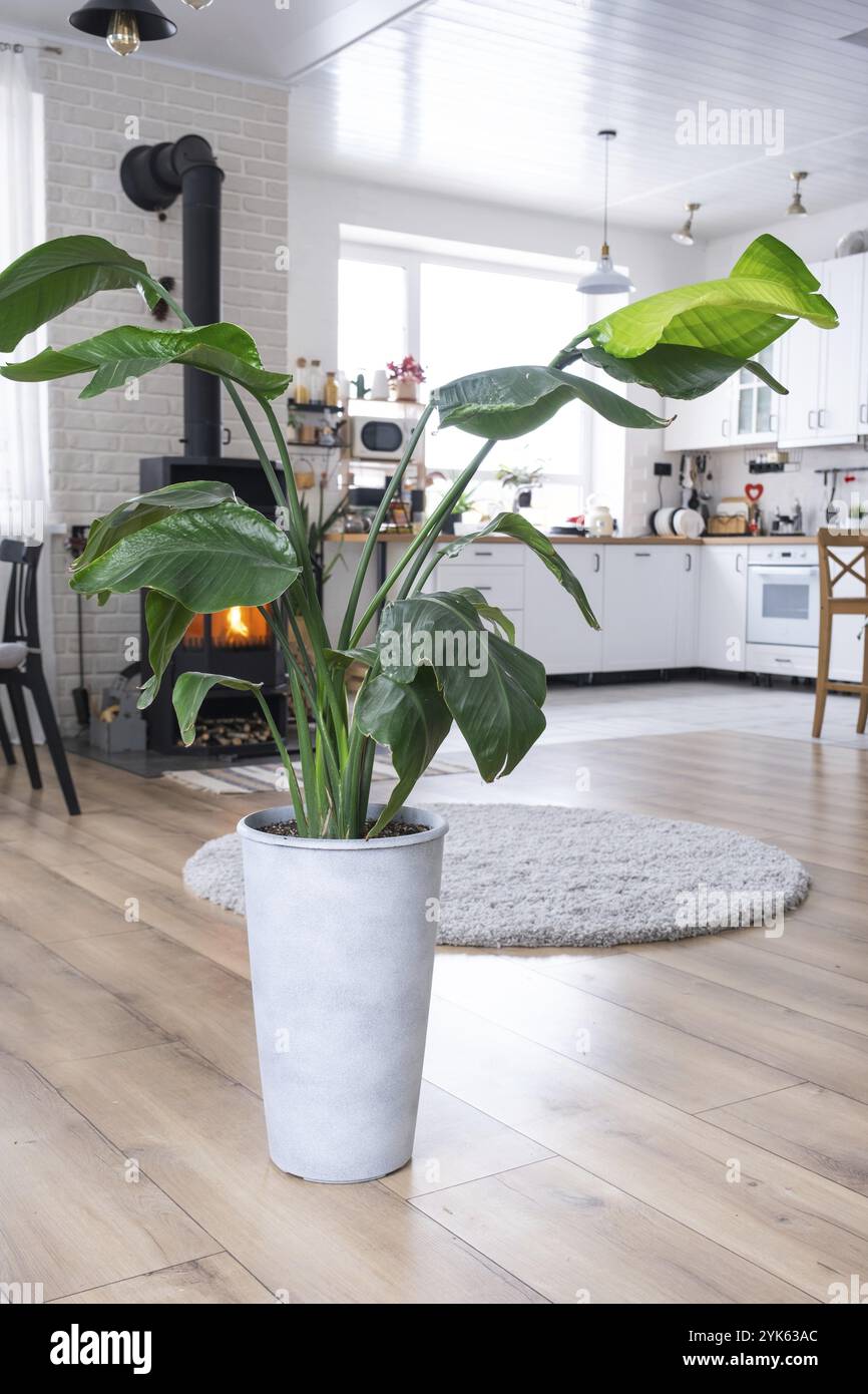 Image result for Strelitzia nicolai close-up in the interior on the stand. Houseplant ...
