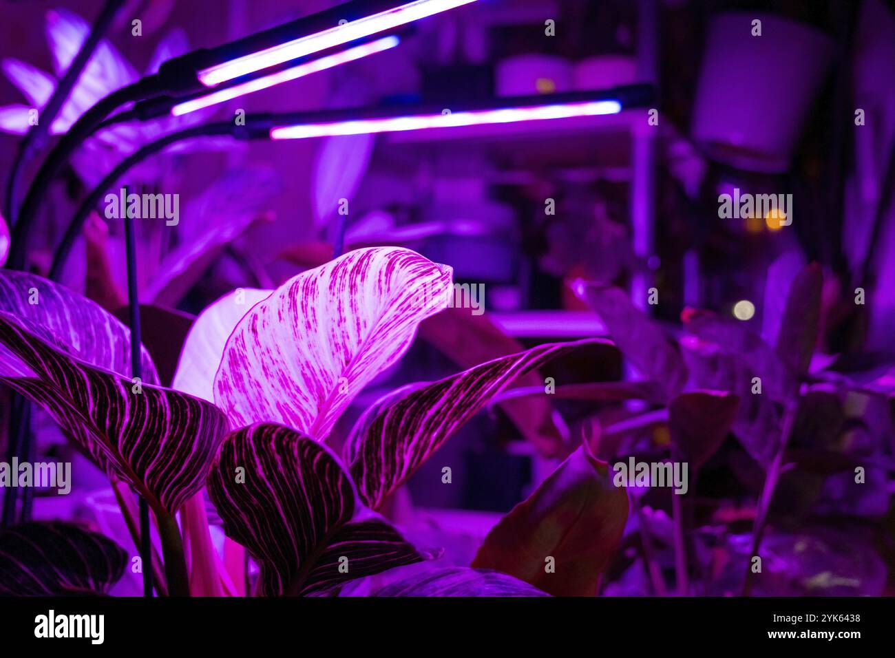 Growing indoor plants with artificial lighting with an ultraviolet lamp  Stock Photo - Alamy