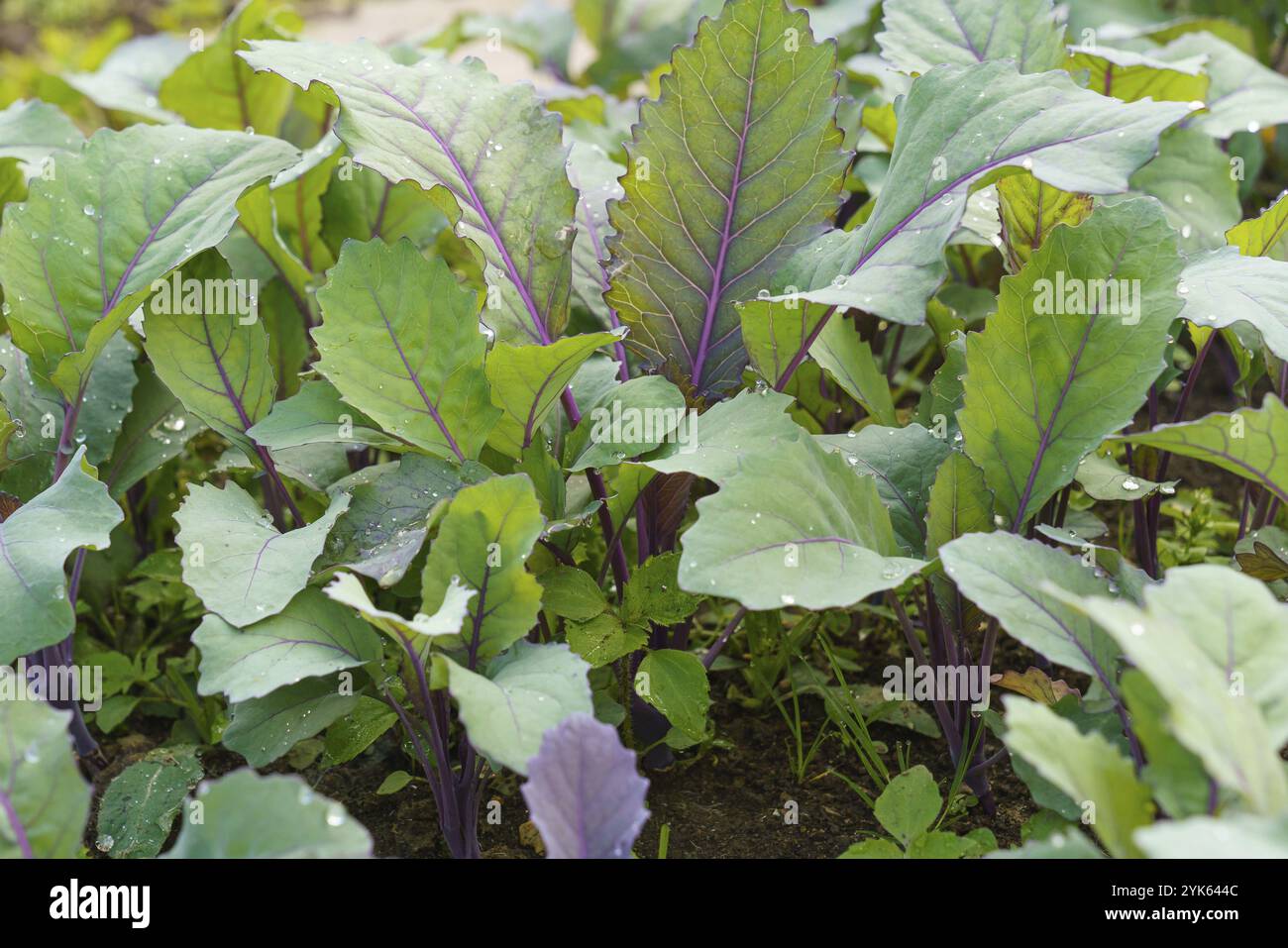 Young red kohlrabi plant in the garden Stock Photo