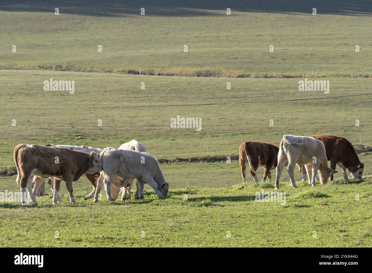 Herd young calves grazes on hi-res stock photography and images - Alamy