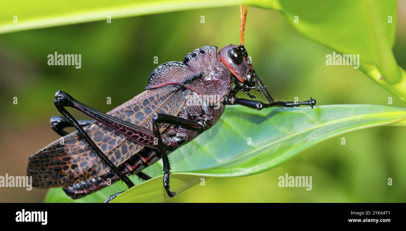 Tropical rainforests costa rica hi-res stock photography and images - Alamy