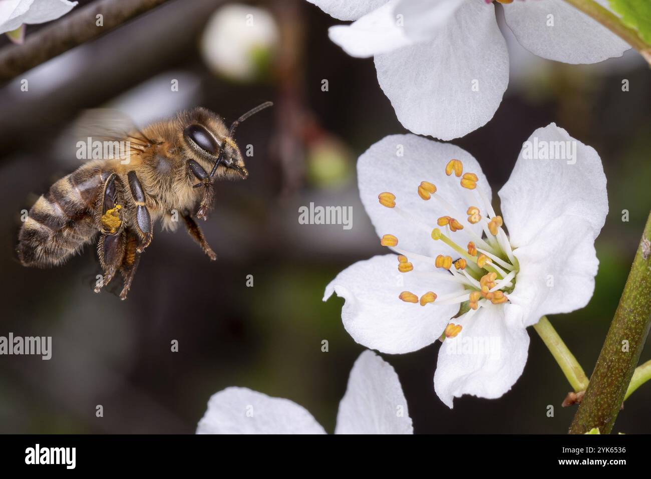 Flying honey bee collecting pollen from tree blossom. Bee in flight over spring background Stock Photo