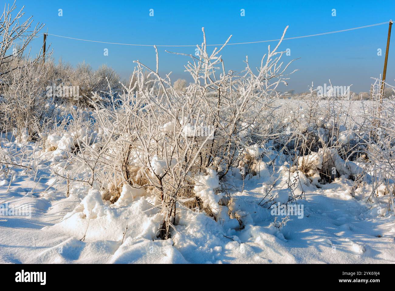 Frost covered bushes hi-res stock photography and images - Alamy