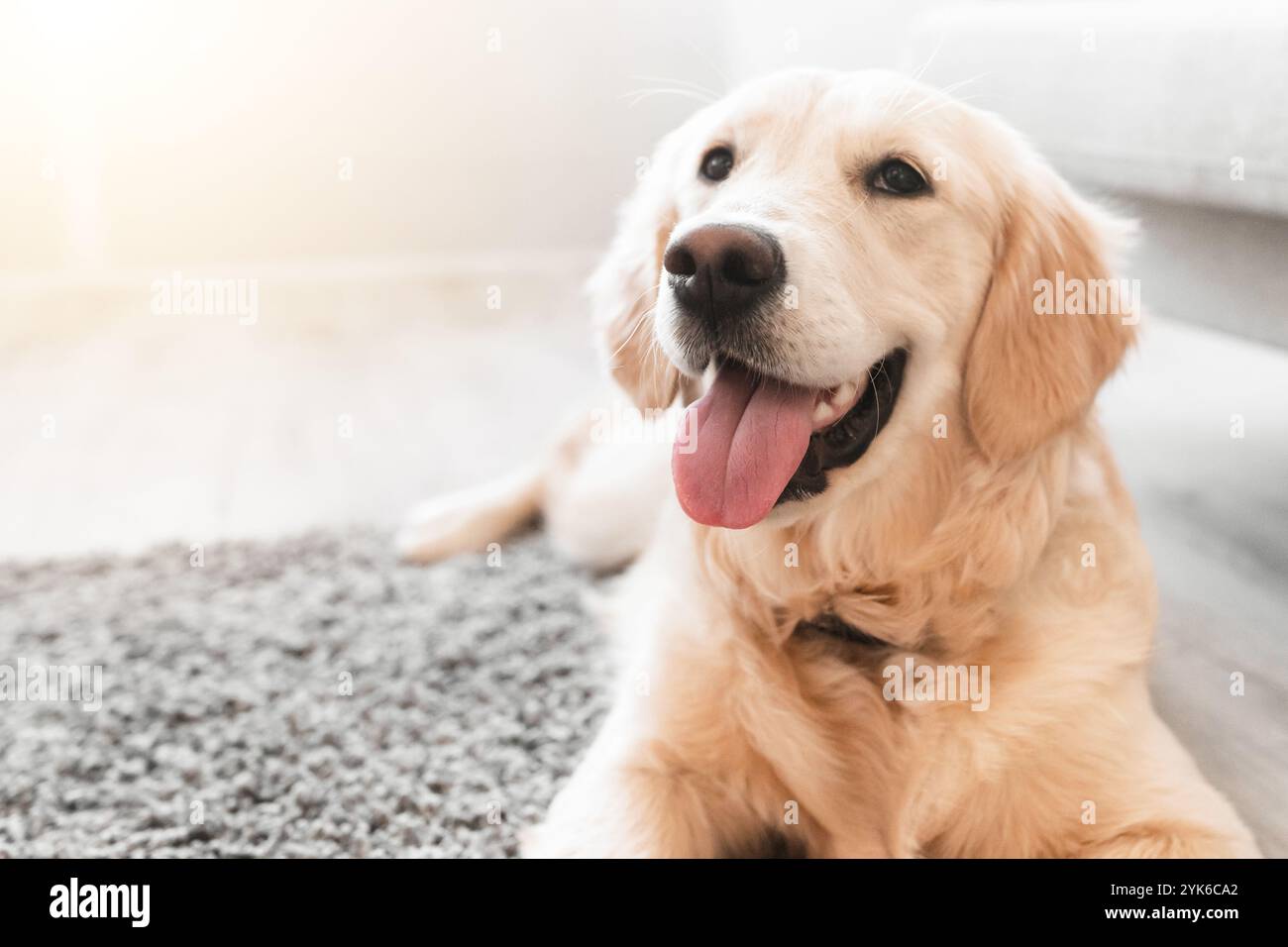 Portrait of cute dog lying on the floor Stock Photo - Alamy