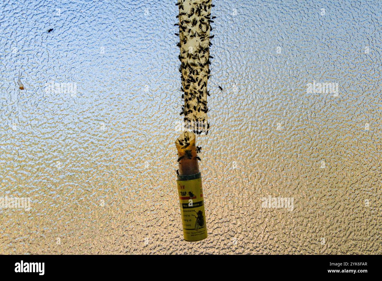 Many dead flies caught in sticky strip trap. Stock Photo