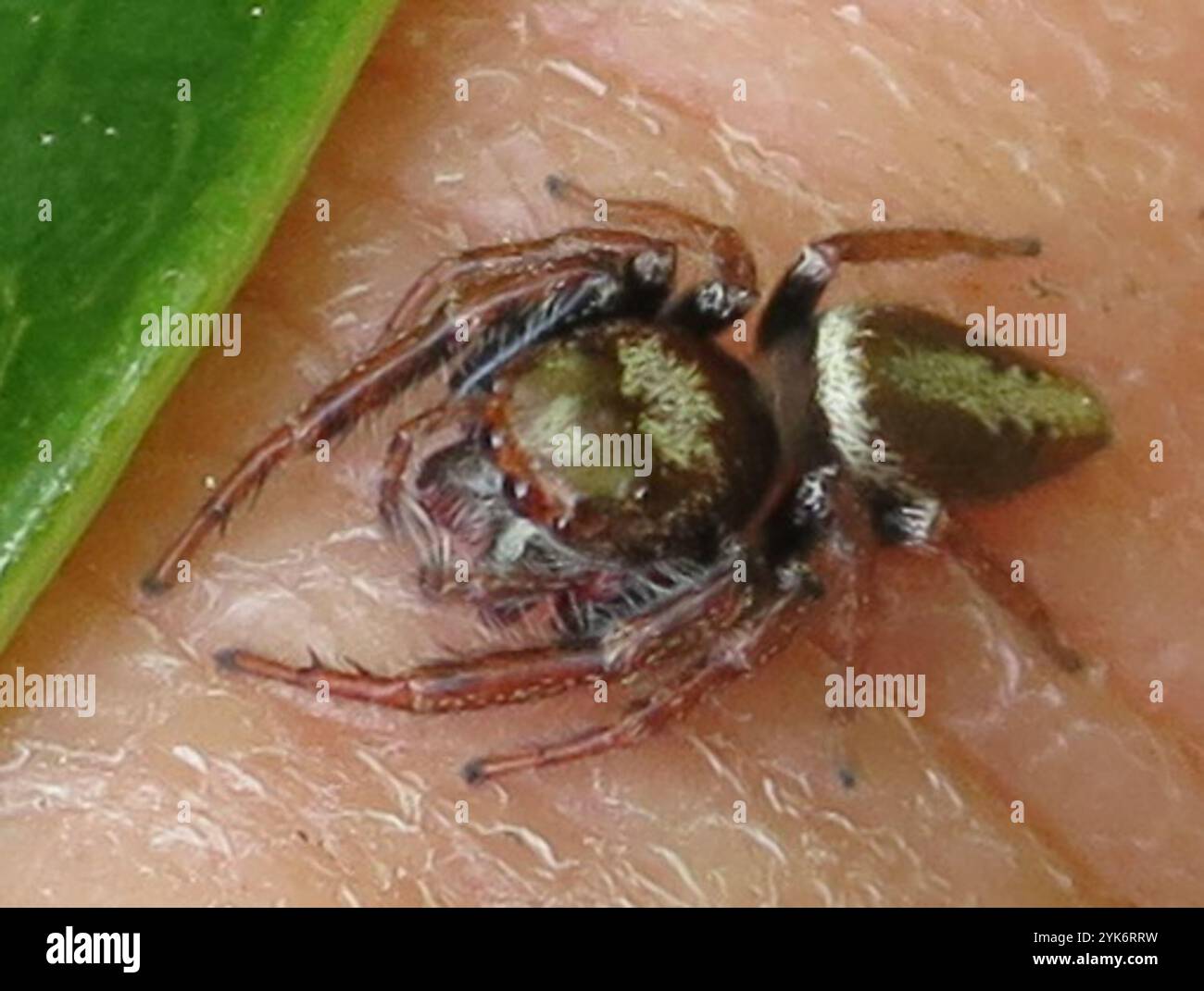 Cyclops Jumping Spider (Opisthoncus polyphemus) Stock Photo