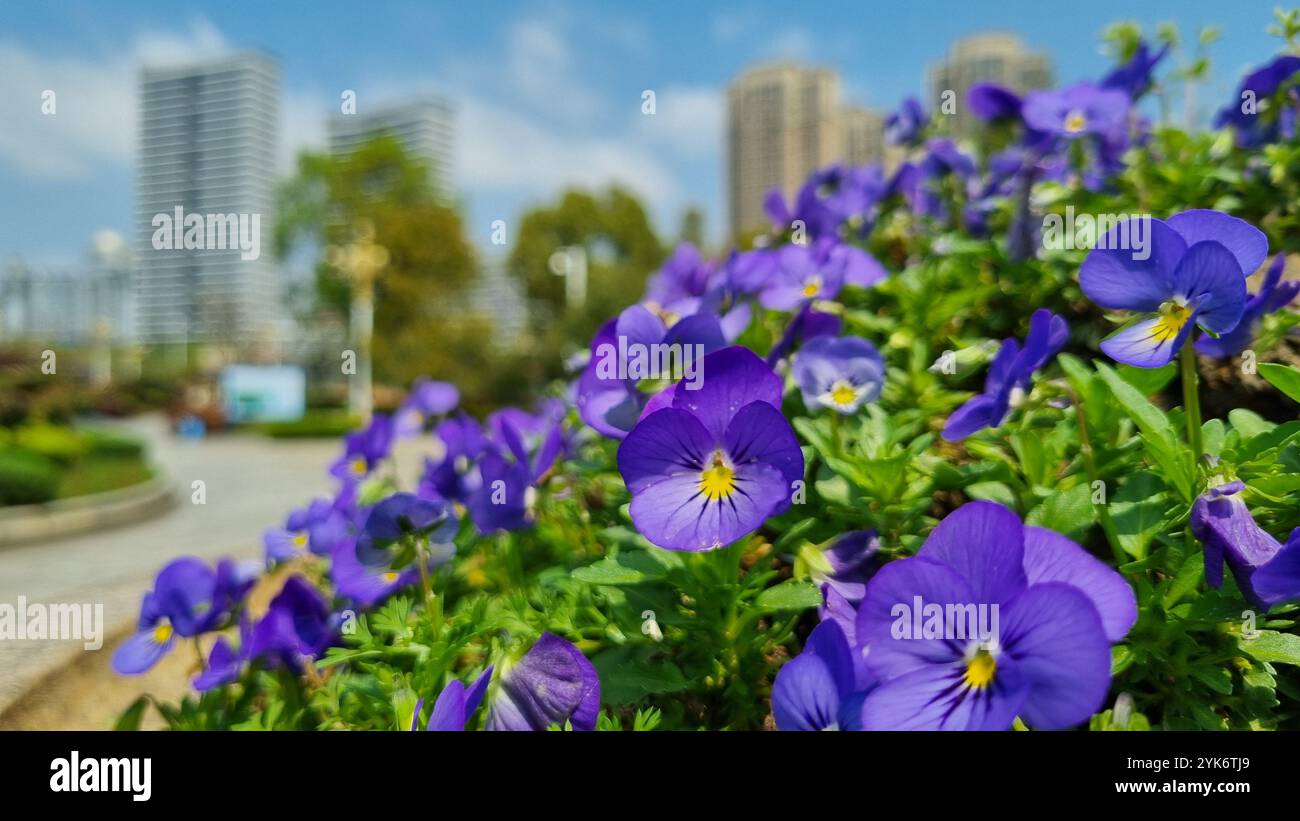 A vibrant display of purple pansies in full bloom, set against the backdrop of a bustling city skyline. - Smartphone Captured Stock Image
