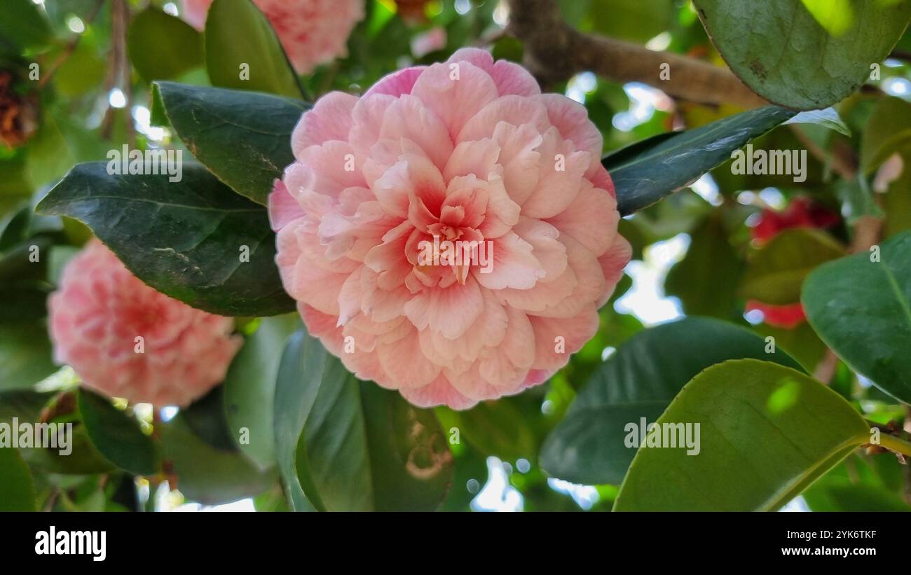 A delicate pink camellia flower blooms amidst lush green foliage. Stock Photo