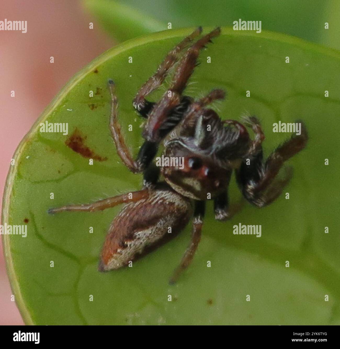 Cyclops Jumping Spider (Opisthoncus polyphemus) Stock Photo