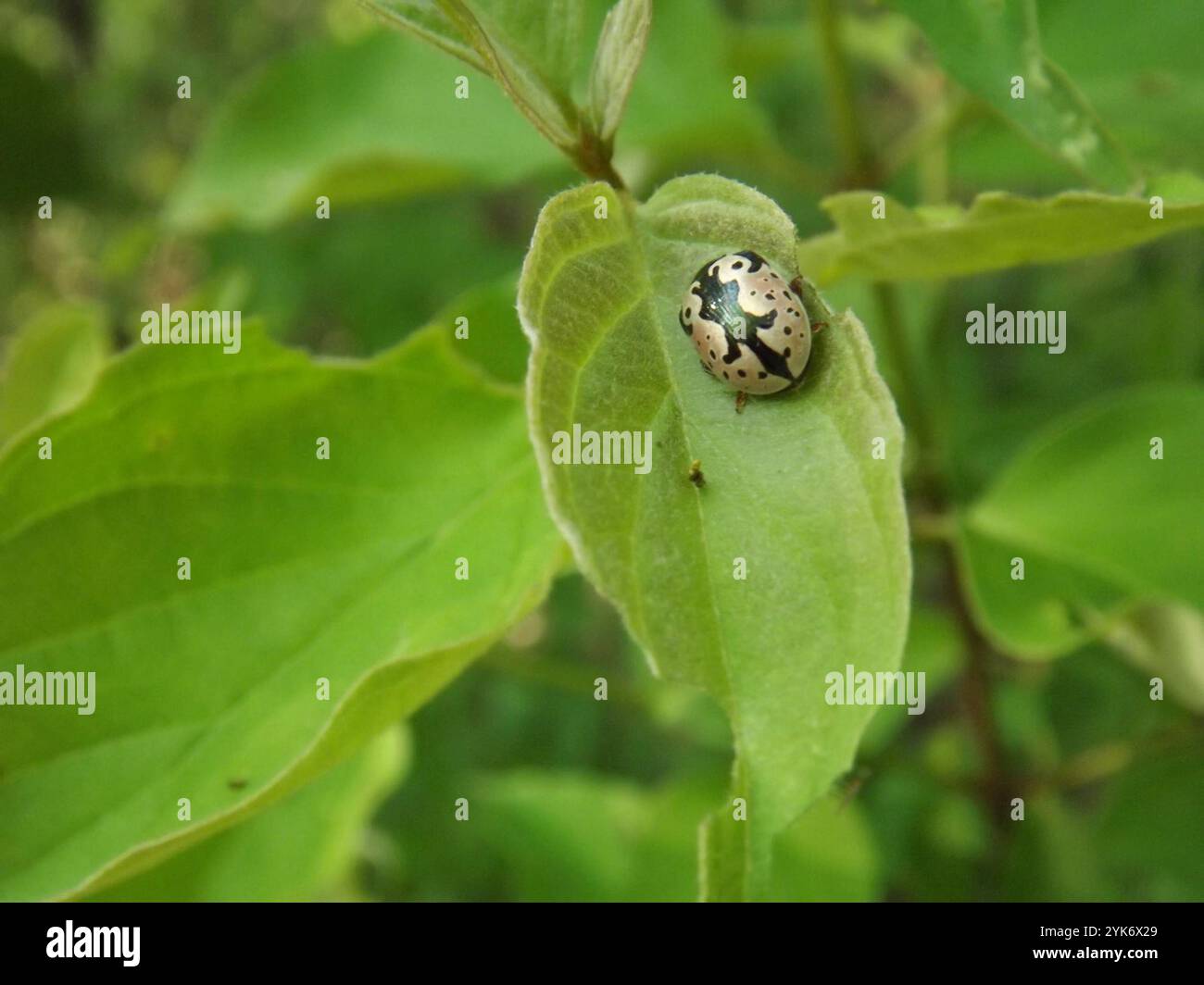 Elm Calligrapher Beetle (Calligrapha scalaris Stock Photo - Alamy