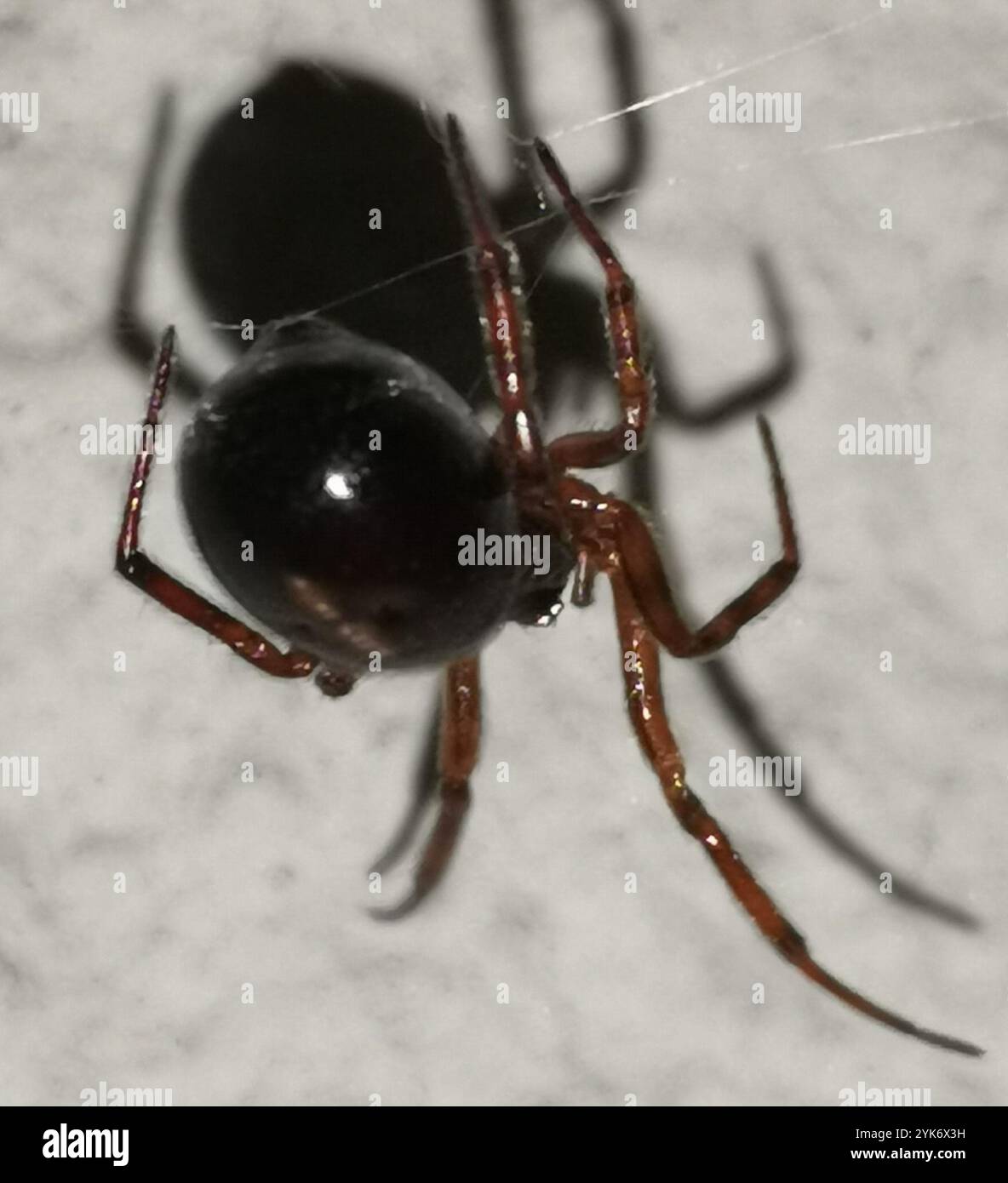 Rabbit Hutch Spider (Steatoda bipunctata) Stock Photo