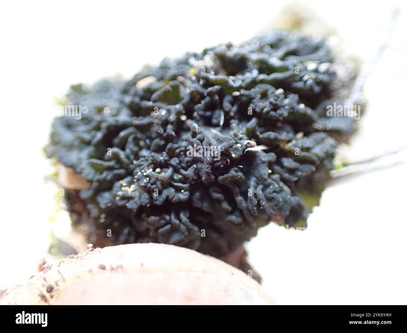 Lathagrium hi-res stock photography and images - Alamy