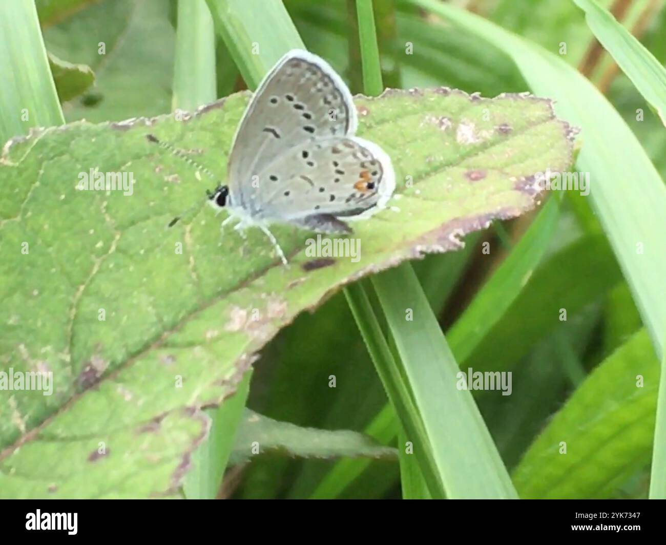 thumbnail image 2 of USPS LY1IYDM Eastern Tailed-Blue - Sheet Of 20 Non-machinable Rate Postage Stamps Scott 5136 2 of 14
