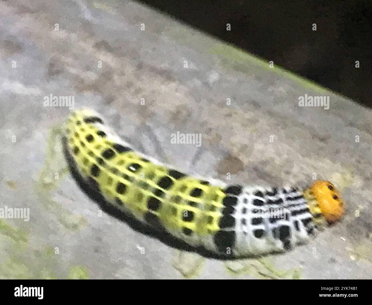 Pale Green Awlet (Bibasis gomata) Stock Photo