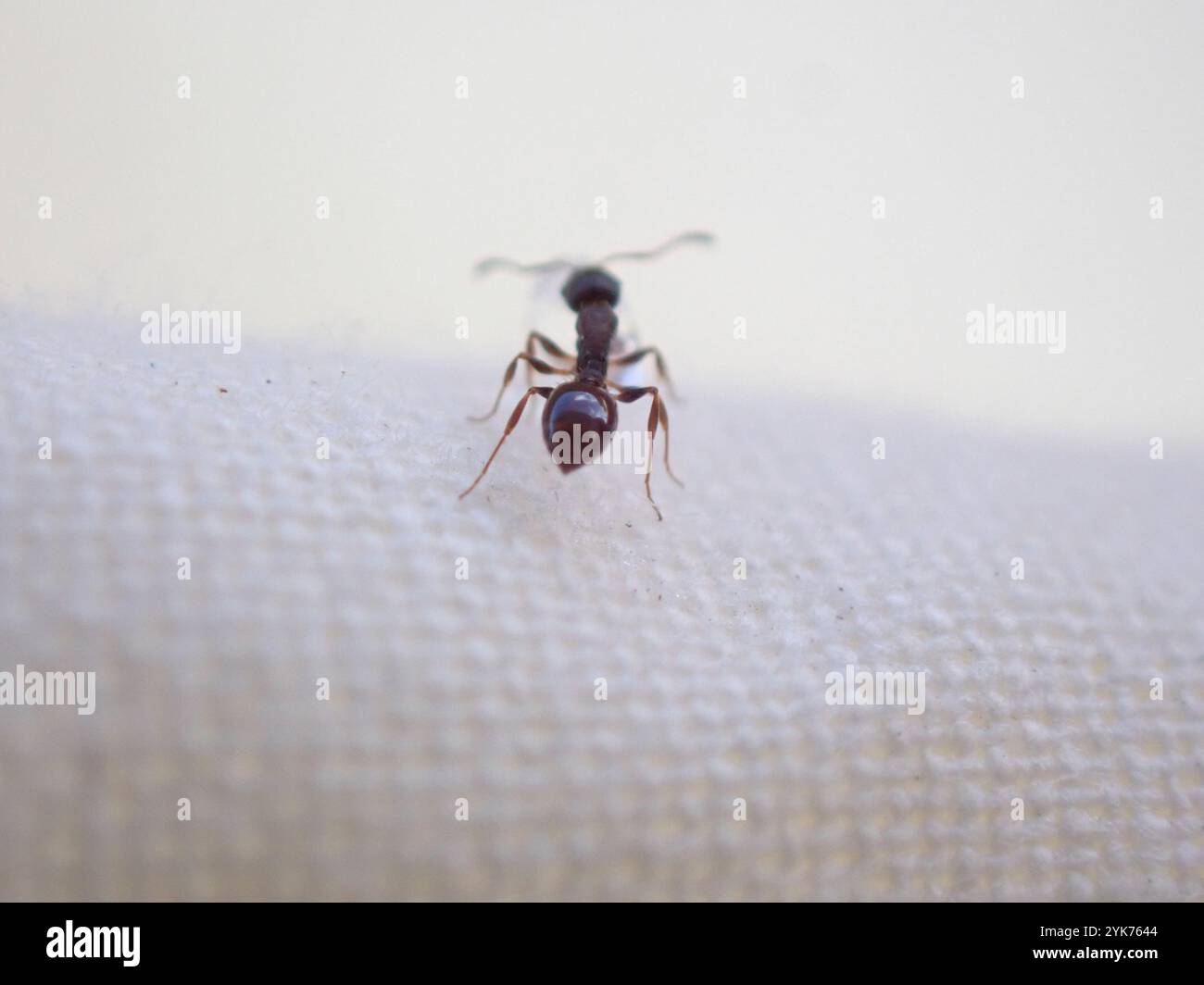 Acorn Ants and Allies (Temnothorax) Stock Photo