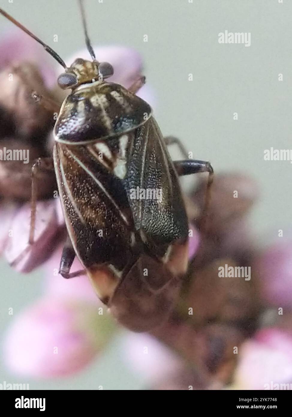 North American Tarnished Plant Bug (Lygus lineolaris Stock Photo - Alamy
