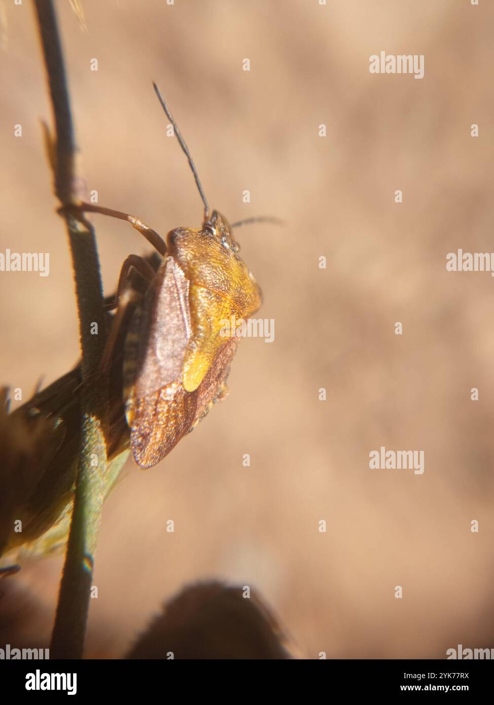 Black shouldered shieldbug hi-res stock photography and images - Alamy