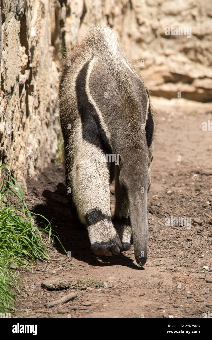 Giant Anteater Stock Photo