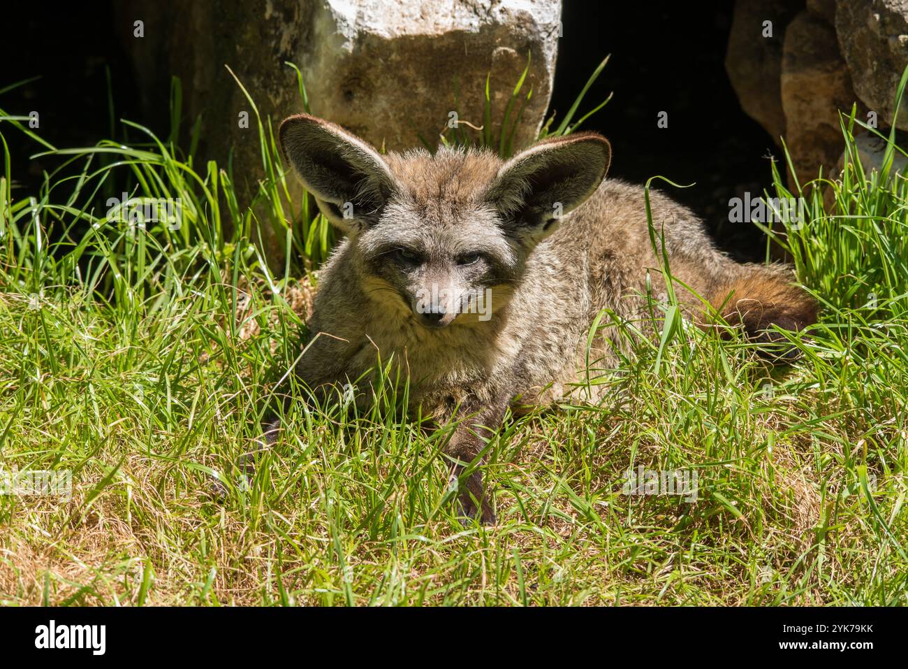 Fox big ears hi-res stock photography and images - Alamy