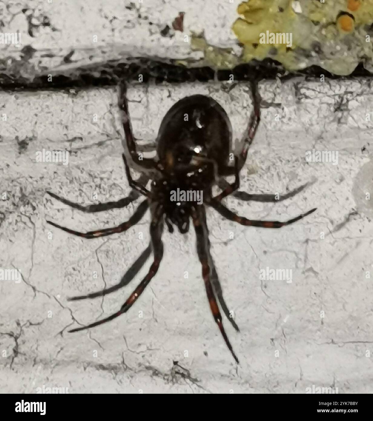 Rabbit Hutch Spider (Steatoda bipunctata) Stock Photo