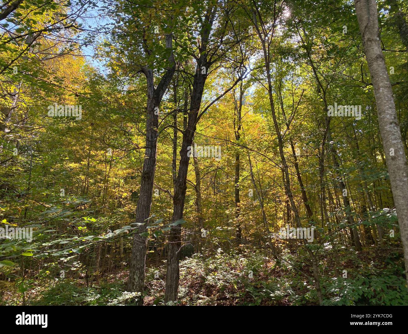 Summer forest in Quebec,Canada - Smartphone Captured Stock Image
