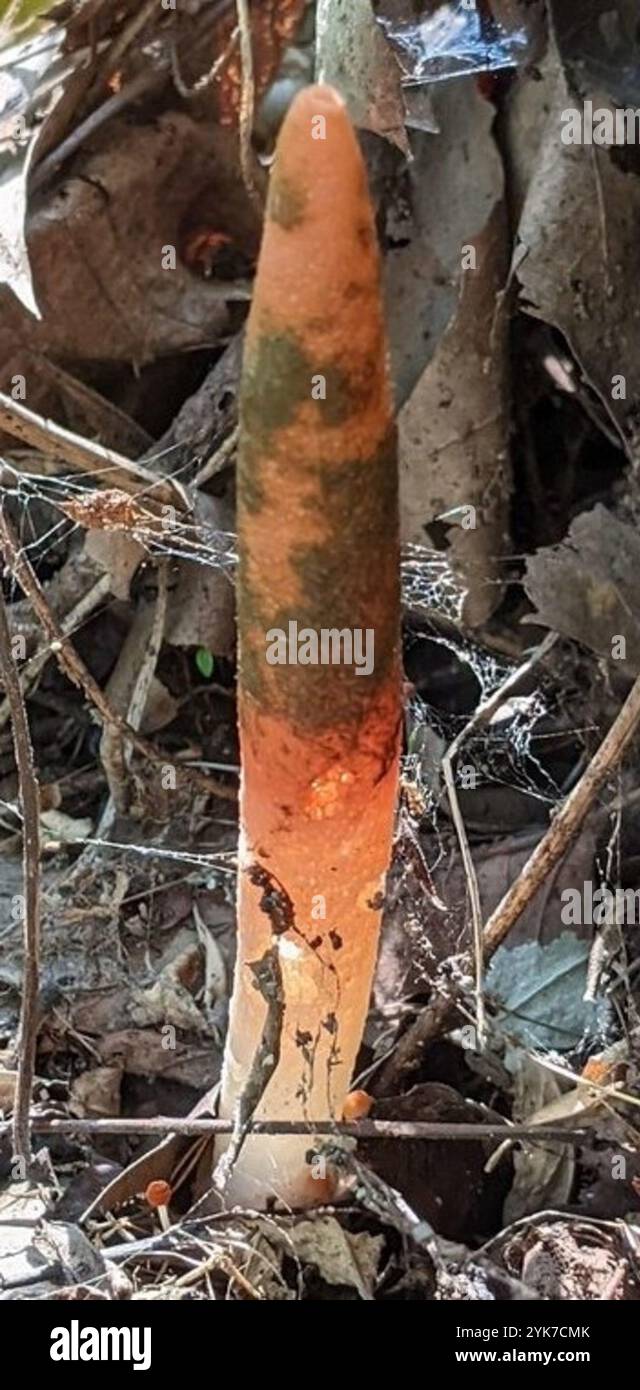 devil's dipstick (Mutinus elegans Stock Photo - Alamy