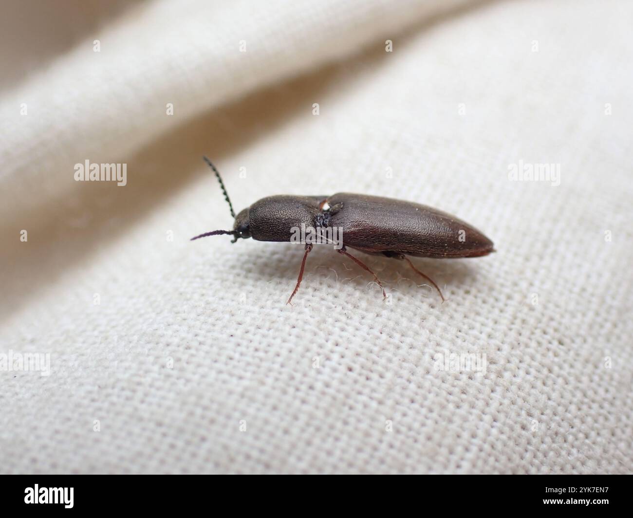 Strange Click Beetle (Sericus incongruus Stock Photo - Alamy