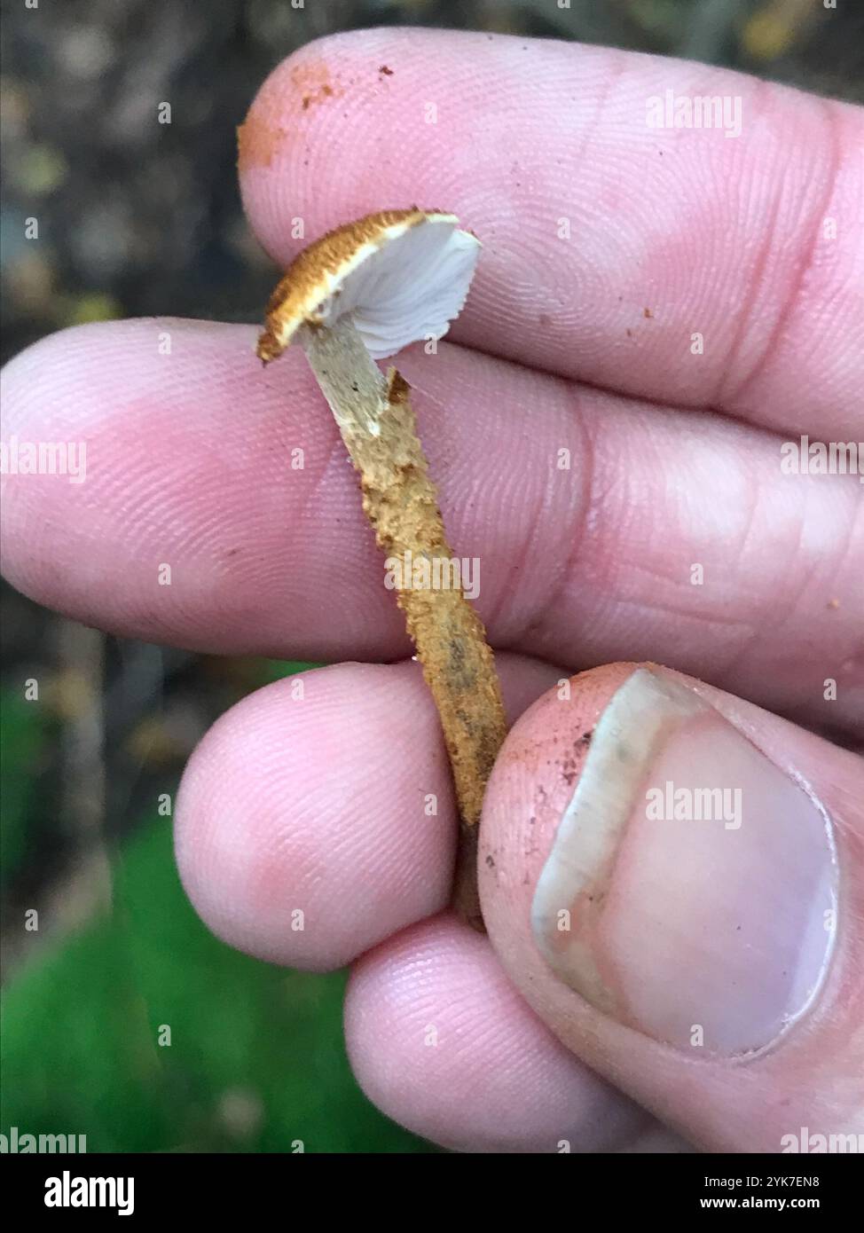 Earthy powdercap hi-res stock photography and images - Alamy