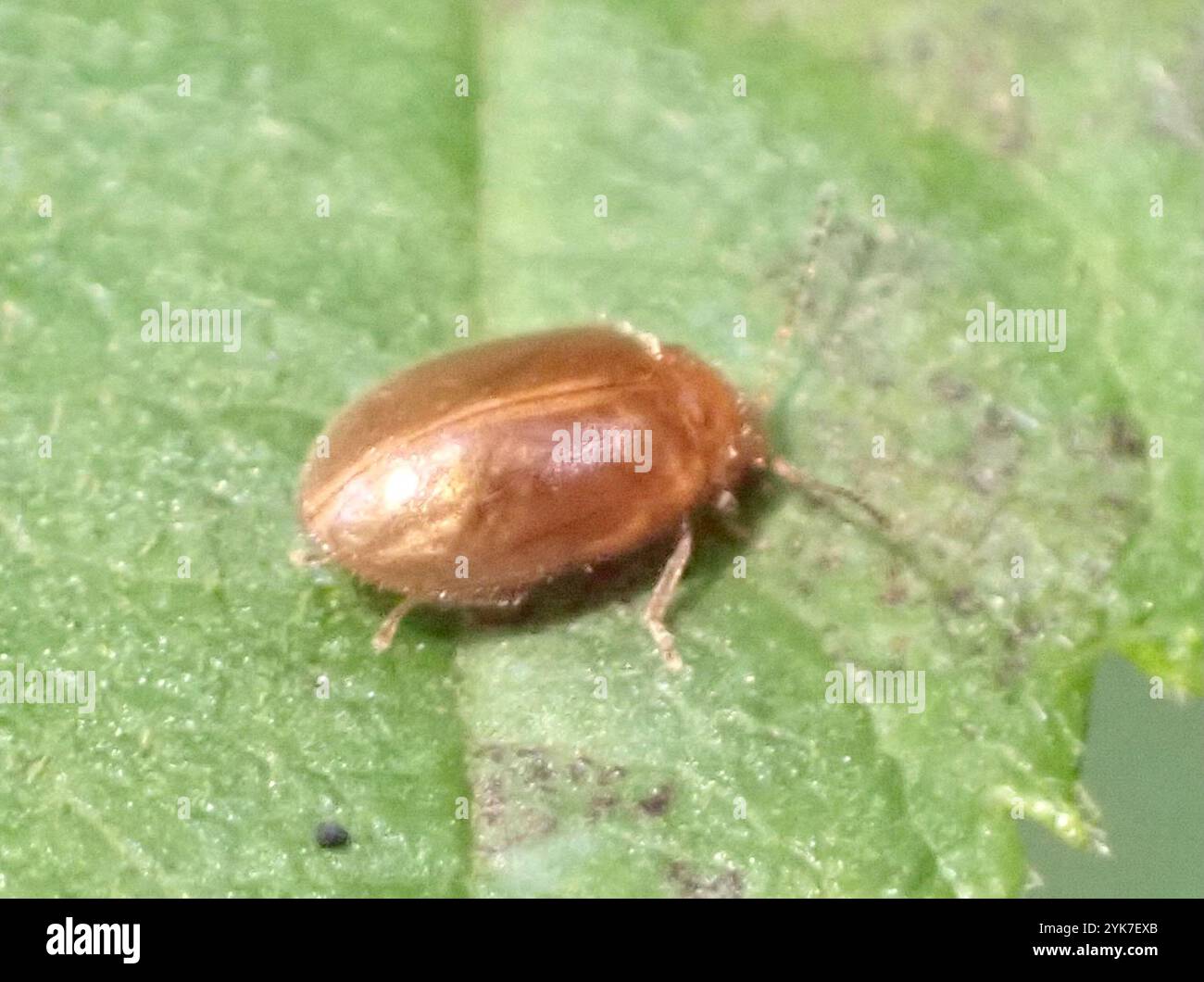 Marsh Beetles (Scirtidae Stock Photo - Alamy