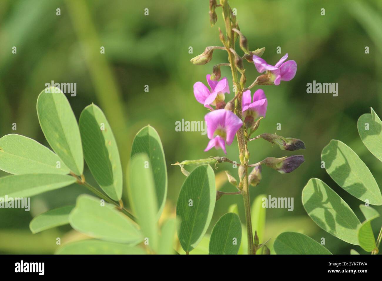 Tephrosia purpurea hi-res stock photography and images - Alamy