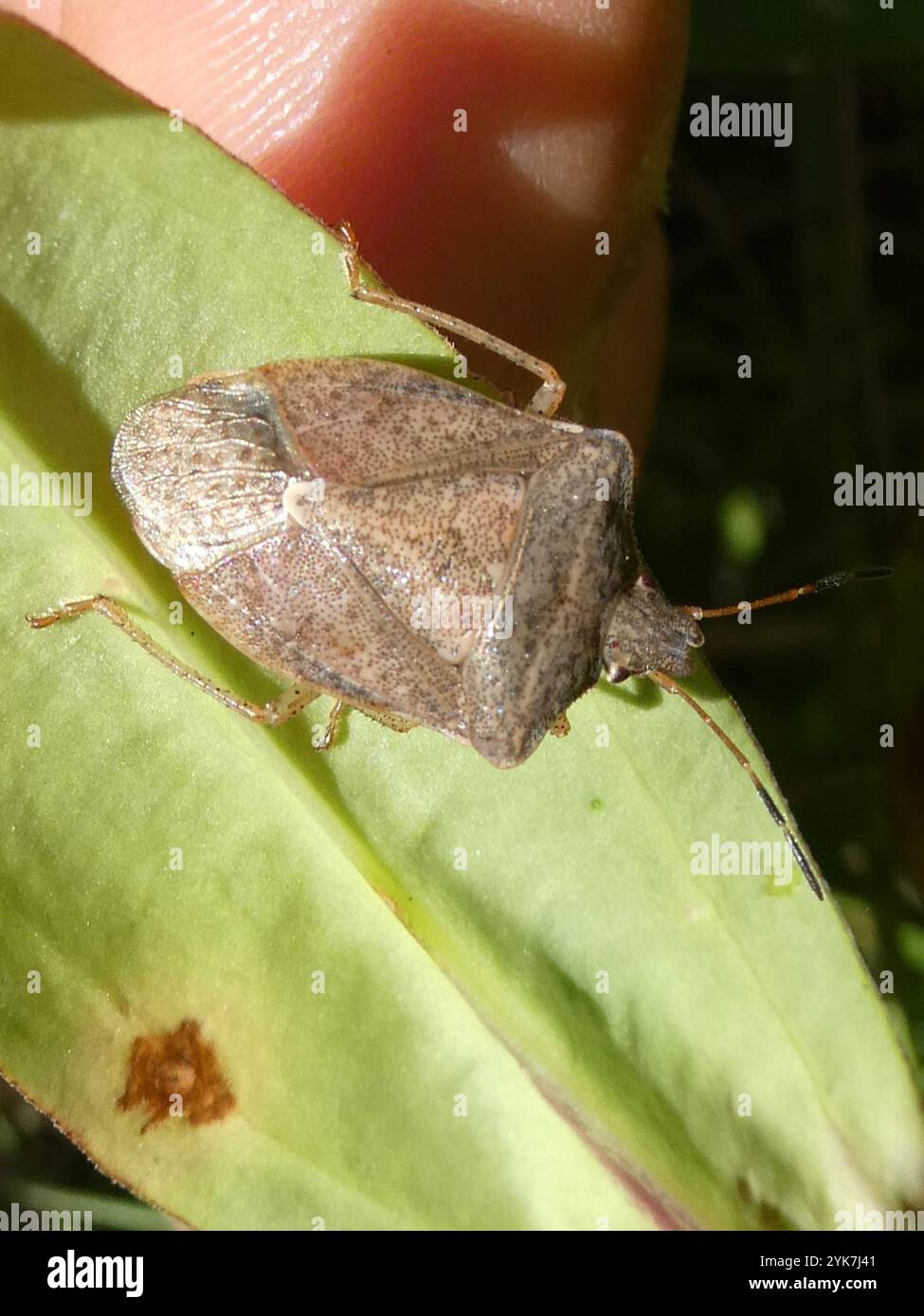 Brown Stink Bugs (Euschistus Stock Photo - Alamy