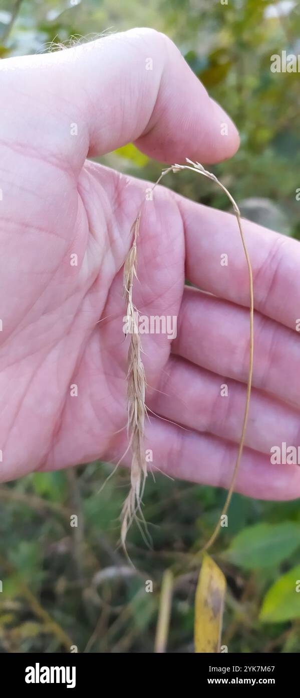 Siberian Wild Rye (Elymus sibiricus Stock Photo - Alamy