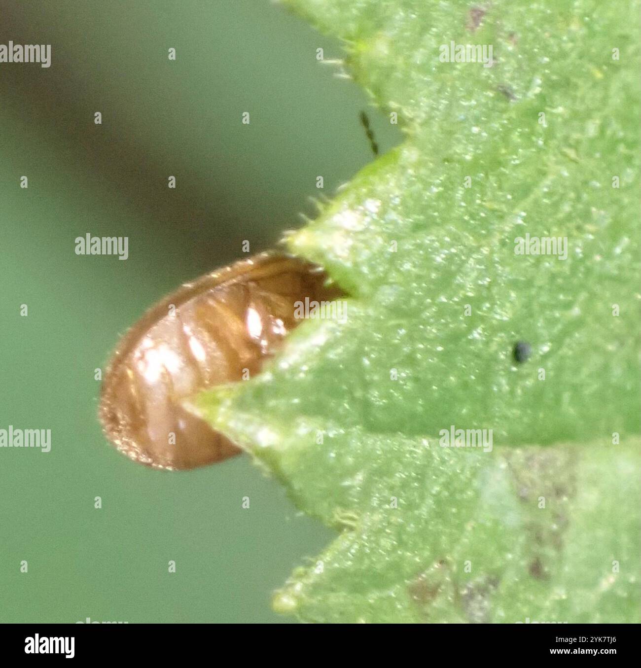 Marsh Beetles (Scirtidae Stock Photo - Alamy